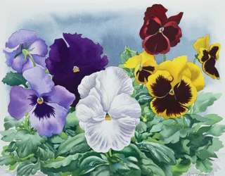 Stedmoderblomster