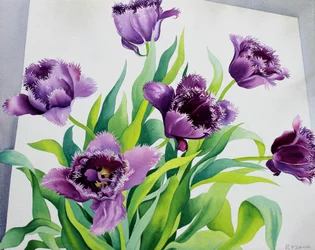 Lilla frynse tulipaner (akvarel på papir)