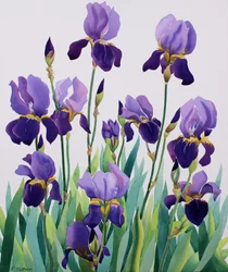 Lilla iris