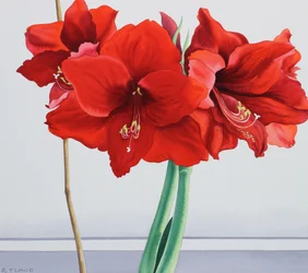 Rød amaryllis (akvarel på papir)