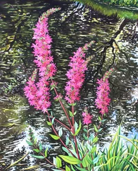 Wild Loosestrife (akvarel på papir)
