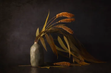 Stilleben med tørrede planter