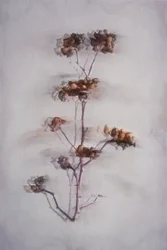 Bløde tørrede planter