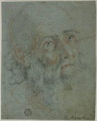 Leder af en skægget mand, ser op til højre: Studie for Saint Catherine of Alexandria, der disputerer med de hedenske præster