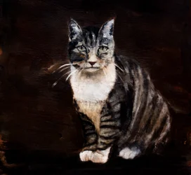 Elegant tabbykat