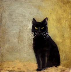 Stakkels kat
