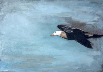 Albatrossen svæver mod himlen