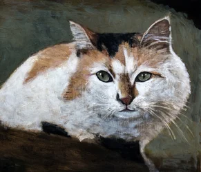 Den opmærksomme trefarvede kat