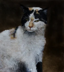 Den opmærksomme trefarvede kat