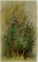 Tuchel Heath (skovundersøgelse)