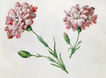 Nelliker