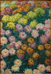 Chrysanthemum bid, 1897