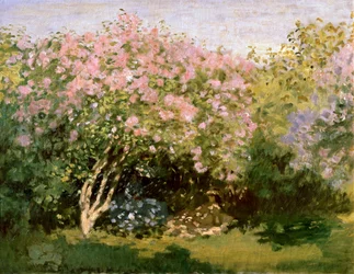 Syren i solen, 1872-1873