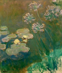 Nymphéas et Agapanthes (åkander og agapanthus)