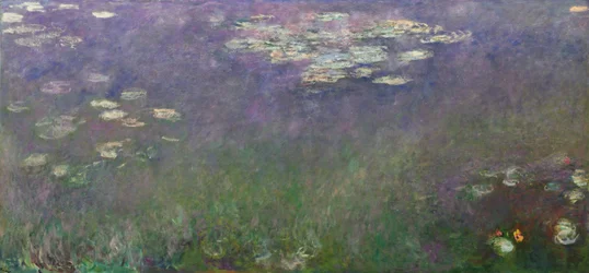 Åkander (Agapanthus)
