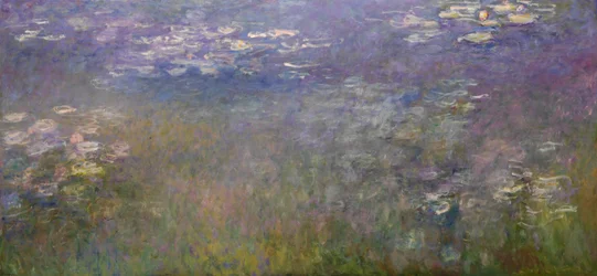 Åkander (Agapanthus)