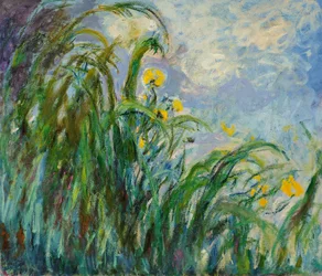 Gule iris, ca. 1925.