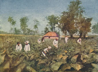 Tobaksplantagen, Cuba, 1916