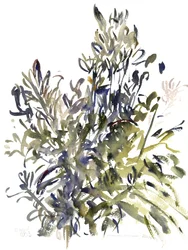 Senecio og andre planter, 2003 (akvarel)