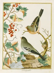 Finke Finke. Fra Ornithology of Southern Europe, 1772.