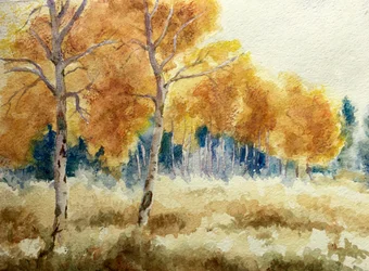Efterårsasp i Tetons, 2011 (akvarel)