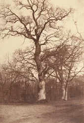 Studie af træer, Bois de Boulogne