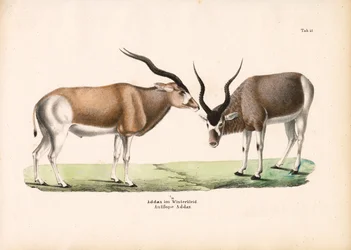 Addax-antilope i vinterfrakke
