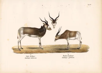 Addax- og Bontebok-antiloper
