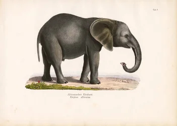 Afrikansk elefant