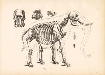 Den afrikanske elefants skeletanatomi