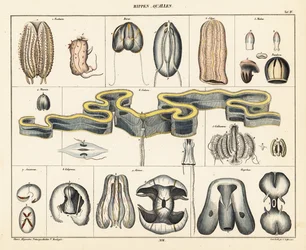 Anatomi af vandmænd arter. ,1841 (litografi)