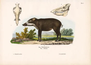 Båndet gris med anatomiske detaljer
