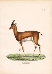 Bennetts gazelle set fra siden