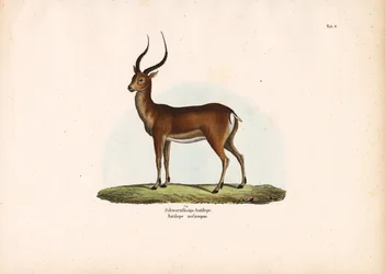Sortfodet antilope