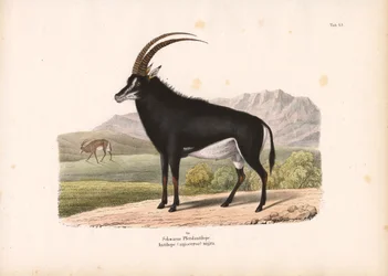 Sort hesteantilope