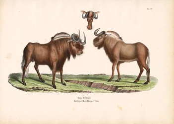 Sort gnu med hoveddetalje