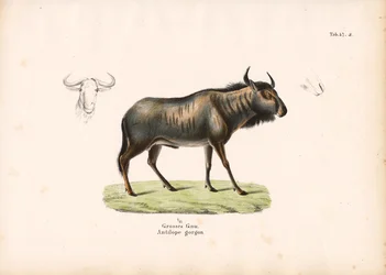 Blå gnu med hoveddetaljer