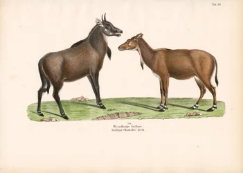 Bontebok eller Blesbok
