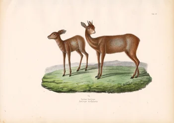 Cape Grysbok