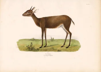 Almindelig duiker på savannen