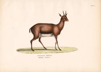 Cuviers gazelle i profil