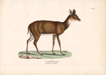 Antilope med fire horn