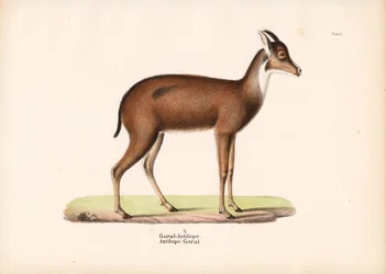 Goral-antilope i profil