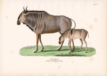 Hartebeest med kalv