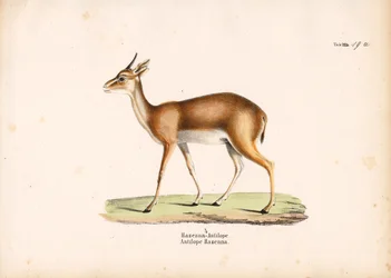 Hazenna Antilope i profil