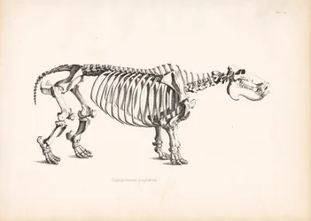 Flodhestens skeletanatomi