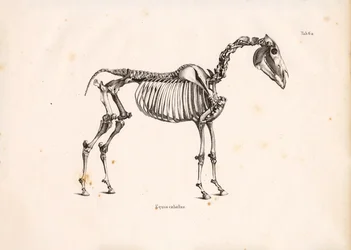 Skelet af hest