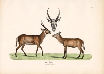Koba Antilope