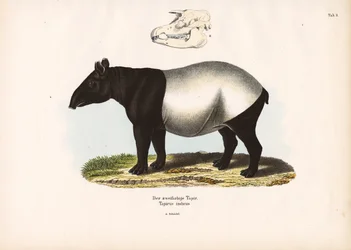 Malaysisk tapir