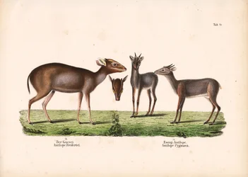 Maxwells duiker og kongeantilope